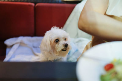 Close-up of dog relaxing on sofa