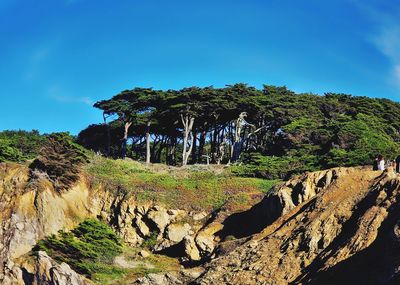 View of trees on rock formations