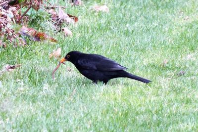 Black bird on field