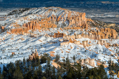 Aerial view of pine trees during winter