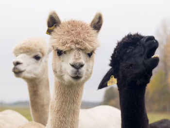 Close-up of alpacas