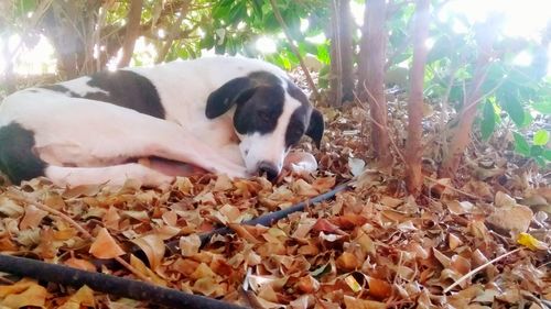 View of a dog resting on leaves