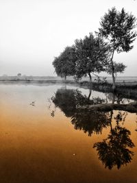 Tree by lake against sky