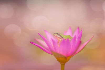 Close-up of insect pollinating flower