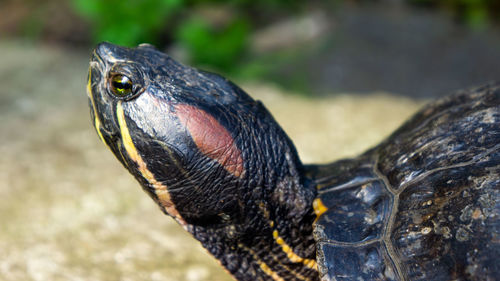 Close-up of a bird