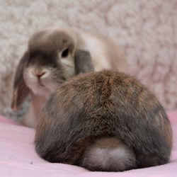 Close-up of rabbit relaxing