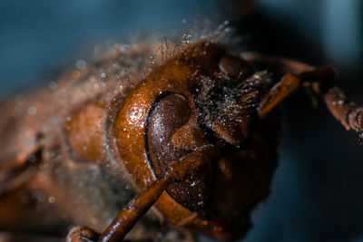 Close-up of insect on leaf