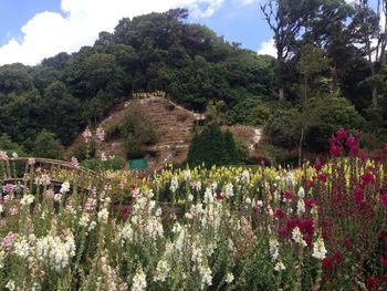 View of plants and trees against sky