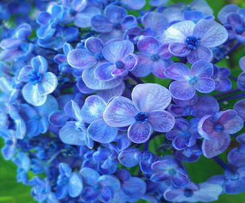 Close-up of purple hydrangea flowers in park