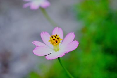 Close-up of pink flower