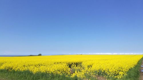 Scenic view of oilseed rape field against clear sky