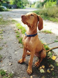 Dog looking away on footpath