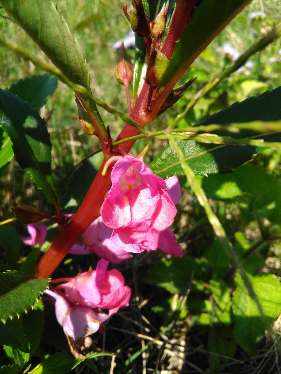 CLOSE-UP OF PINK ROSE IN BLOOM