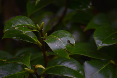 Close-up of water drops on leaves