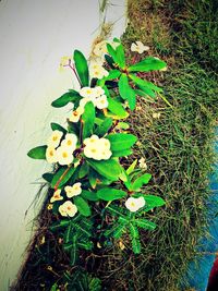 High angle view of flowering plant against wall