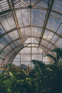 Low angle view of plants in greenhouse