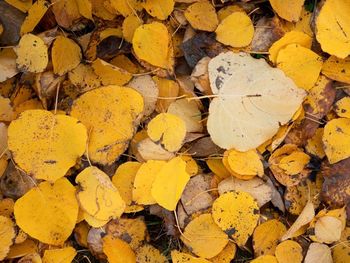 High angle view of yellow leaves on pebbles