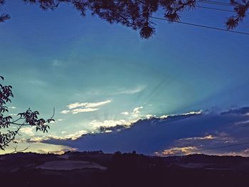 Low angle view of flowers against sky at sunset