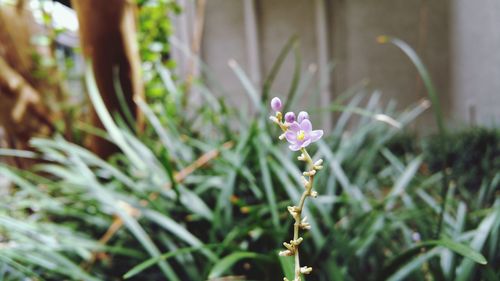 Close-up of flowers blooming outdoors