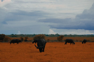 Horses in a field