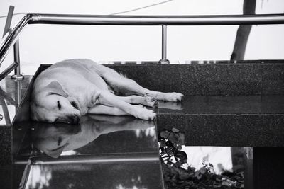 Dog sleeping by window