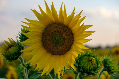 Close-up of yellow flowering plant