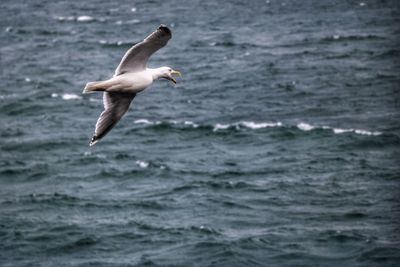 Seagull flying over sea