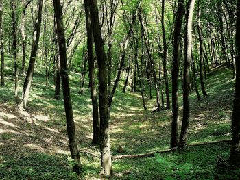 Trees growing in forest