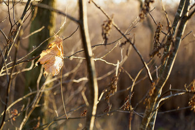 nature