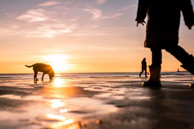 Silhouette walking on beach against sky during sunset