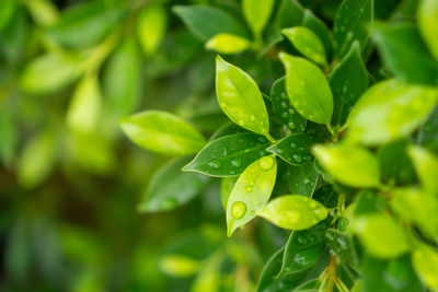 Fresh green leaves of ficus plant  dew droplets of water on shiny skin greenery leaf, close up photo
