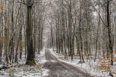 Road amidst trees in forest