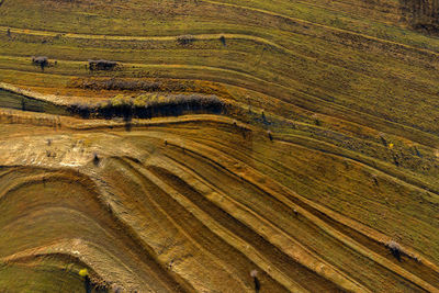 High angle view of agricultural field