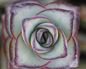 Close-up of rose bud