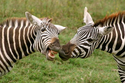 Zebras in a zebra