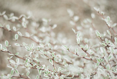 Close-up of white flowering plant