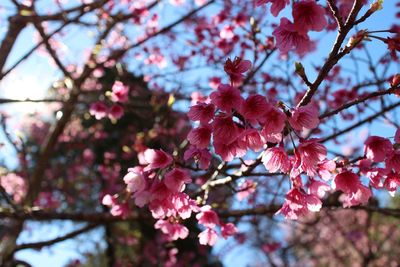 Close-up of cherry blossoms in spring