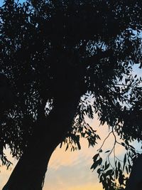 Low angle view of silhouette trees against sky