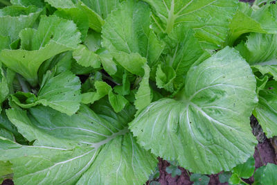 Full frame shot of green leaves