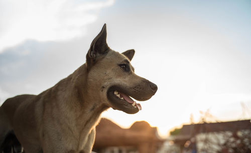 Close-up of dog against sky