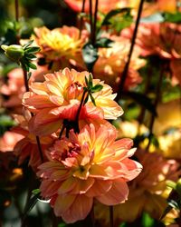 Close-up of pink flowering plant