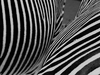 Full frame shot of zebra