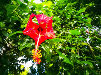 Close-up of red flower blooming in park