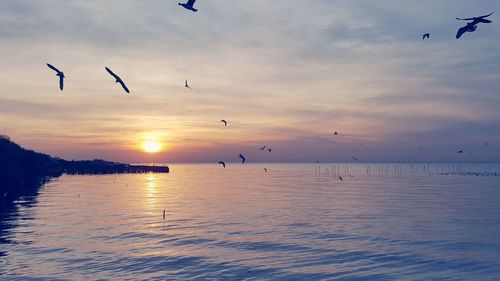 Silhouette birds flying over sea against sky during sunset