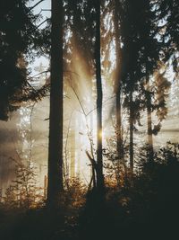 Sunlight streaming through trees in forest