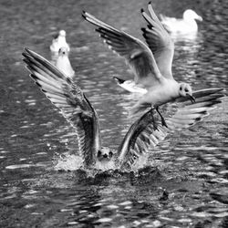 Seagull flying over water