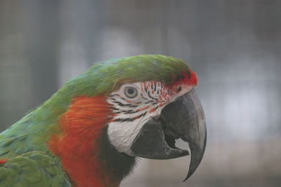 Close-up of parrot