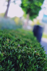 Close-up of plants growing on field