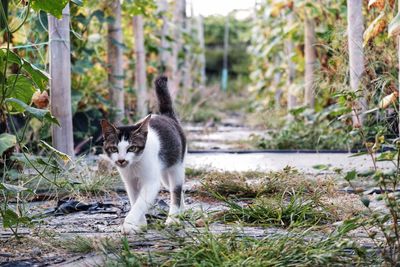 Cat sitting on field