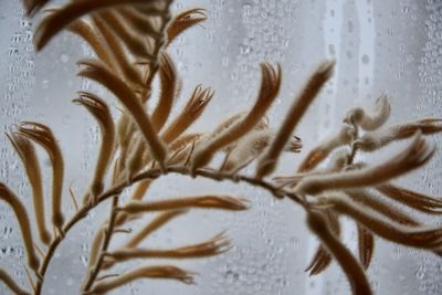 Close-up of plant against condensed glass